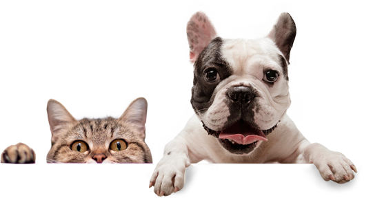 cachorro-e-gato-paginas