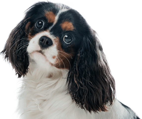 imagem-cachorro